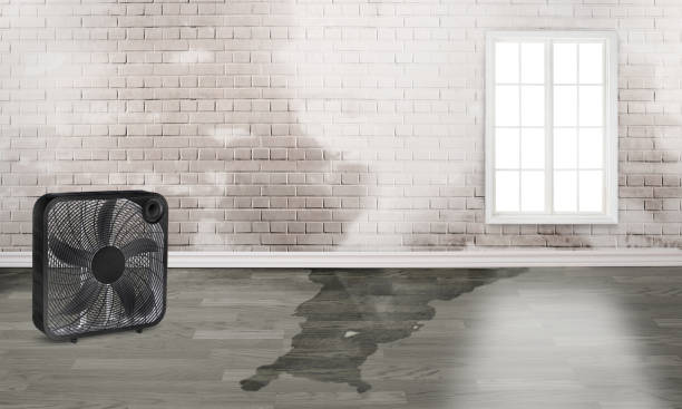 Best Mold removal after water damage  in De Leon, TX